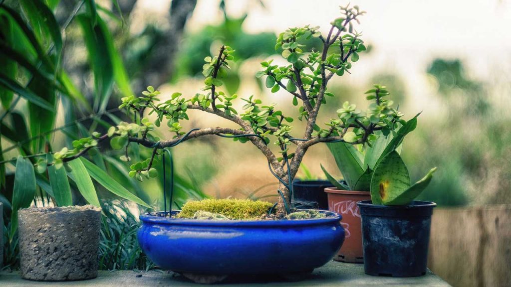 Buy Bonsai Starter Kit - DIY Bonsai Gardening Gift - Garden